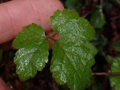 Tiarella trifoliata