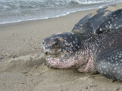 Dermochelys coriacea