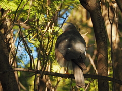Accipiter cirrocephalus