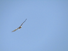 Buteo rufinus