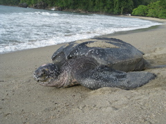 Dermochelys coriacea