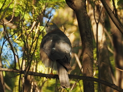 Accipiter cirrocephalus