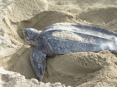 Dermochelys coriacea