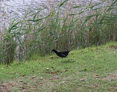Gallinula chloropus meridionalis