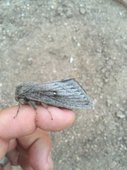 Gloveria arizonensis