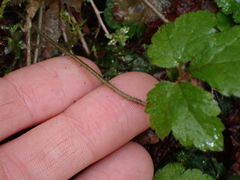 Tiarella trifoliata
