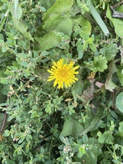 Taraxacum officinale