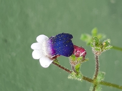 Nemesia barbata