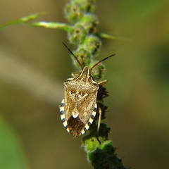 Codophila varia