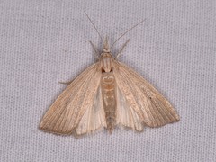 Eoreuma densellus