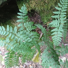 Dryopteris guanchica