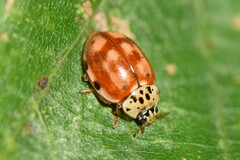 Harmonia quadripunctata