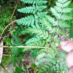 Dryopteris guanchica