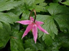Erythronium revolutum