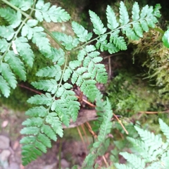 Dryopteris guanchica