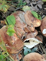 Lyophyllum decastes