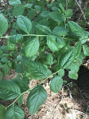 Vaccinioideae