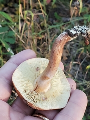 Lyophyllum decastes