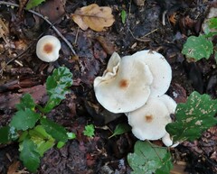 Lepiota