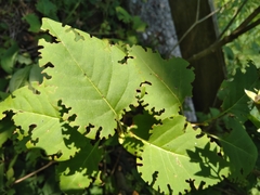 Otiorhynchus armadillo