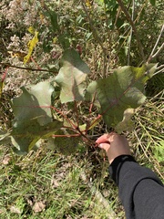 Populus