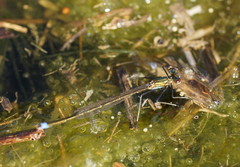 Austrocnemis splendida