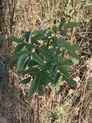 Rosa nutkana