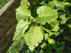 Otiorhynchus armadillo