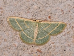 Chlorochlamys chloroleucaria