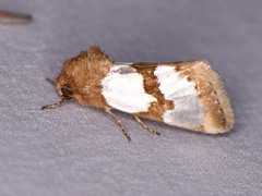 Schinia chrysellus