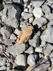 Phrynotettix robustus