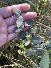 Lathyrus ochroleucus