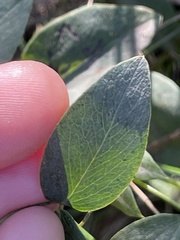 Lathyrus ochroleucus