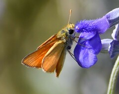 Copaeodes aurantiaca