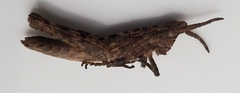 Clematodes larreae