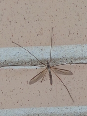 Tipula
