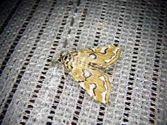 Elophila interruptalis