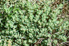 Euphorbia stictospora