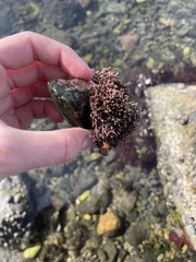 Corallina officinalis