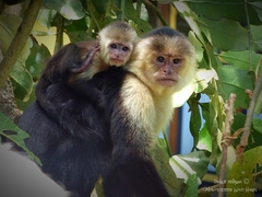 Cebus imitator