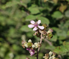 Rubus creticus