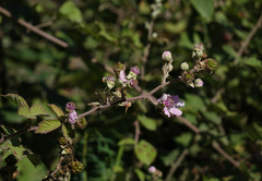 Rubus creticus