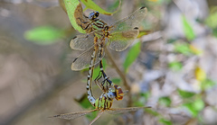 Erpetogomphus designatus