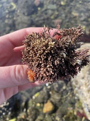 Corallina officinalis