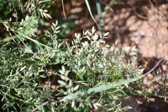 Eragrostis lehmanniana