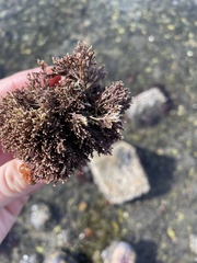 Corallina officinalis