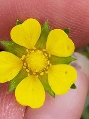 Potentilla paradoxa