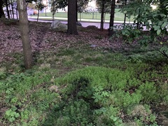 Floerkea proserpinacoides