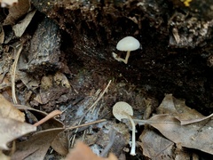 Collybia