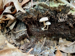 Collybia